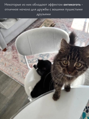 Стул Maso велюр зеленый